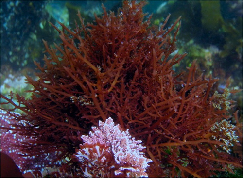 The macroalgae Gelidium robustum is a key habitat in which black surfperch live.: Photograph by Clint Nelson courtesy of NSF